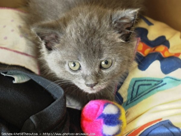 Photo de Chartreux