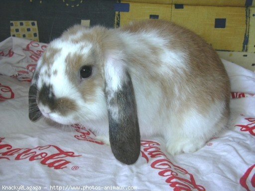 Photo de Lapin