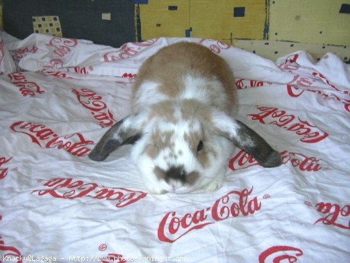 Photo de Lapin