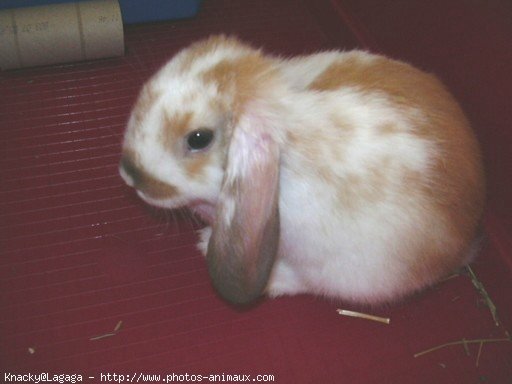 Photo de Lapin