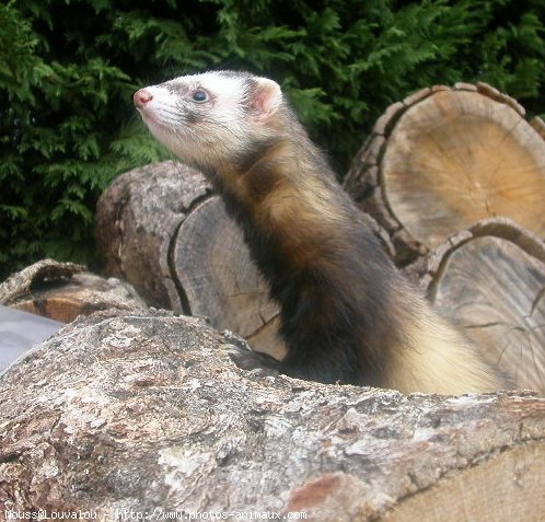 Photo de Furet