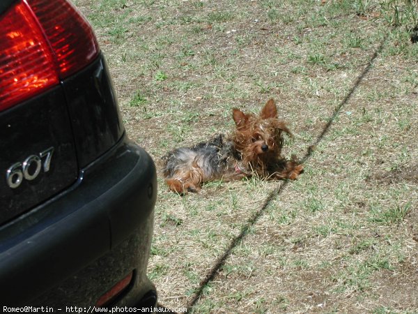 Photo de Yorkshire terrier