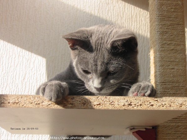 Photo de Chartreux