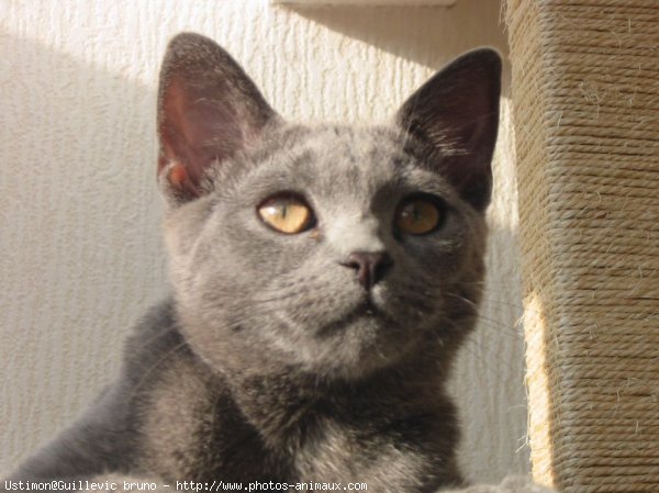 Photo de Chartreux