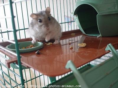 Photo de Hamster