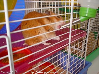 Photo de Hamster