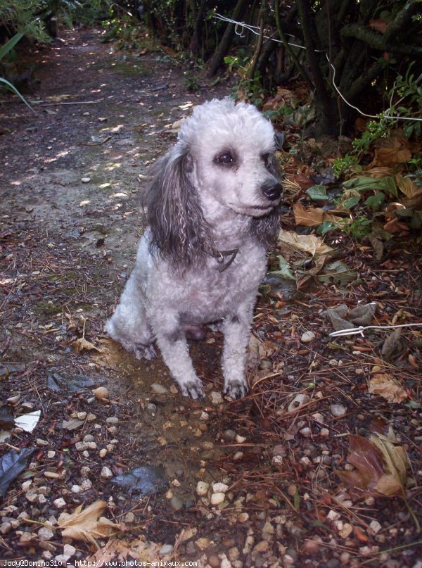 Photo de Caniche moyen