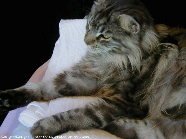 Photo de Maine coon