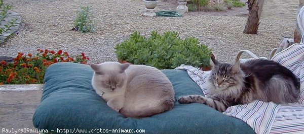 Photo de Maine coon