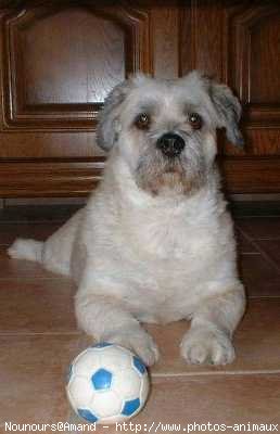 Photo de Lhassa apso