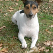 Photo de Jack russell terrier