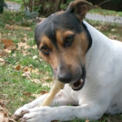 Photo de Jack russell terrier