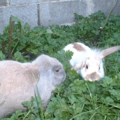 Photo de Races diffrentes