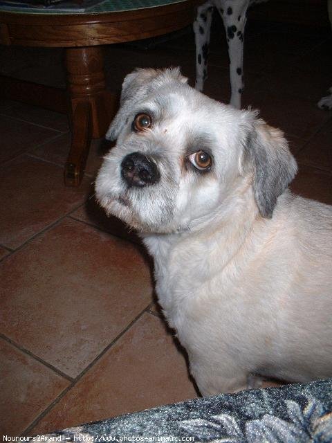 Photo de Lhassa apso