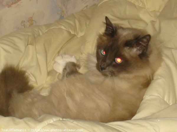 Photo de Sacr de birmanie