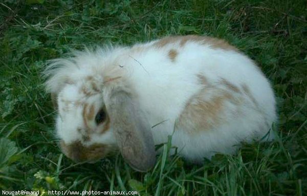 Photo de Lapin