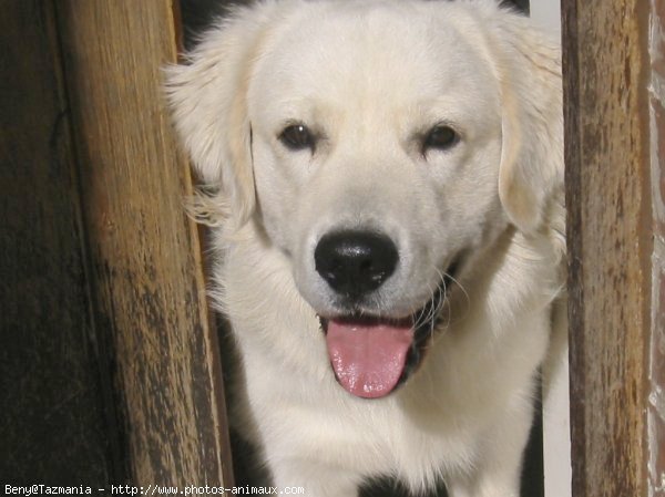 Photo de Golden retriever