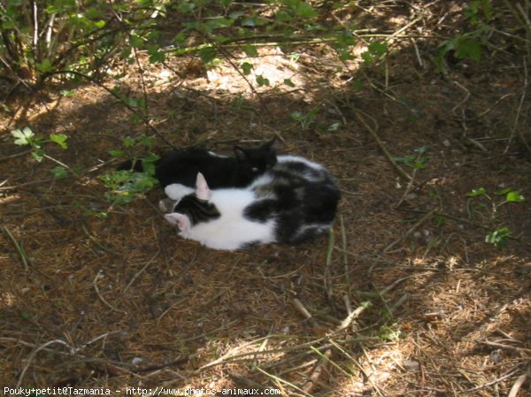 Photo de Chat domestique