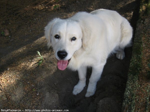 Photo de Golden retriever