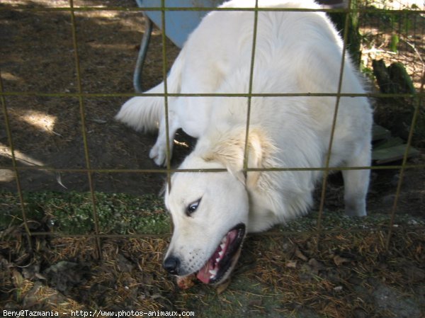 Photo de Golden retriever