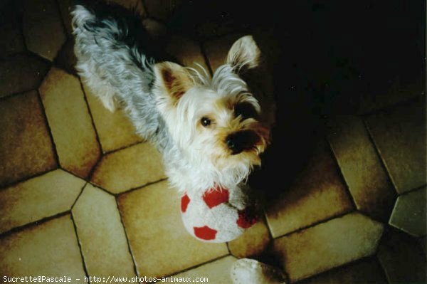 Photo de Yorkshire terrier