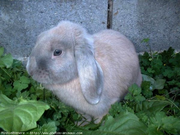 Photo de Lapin