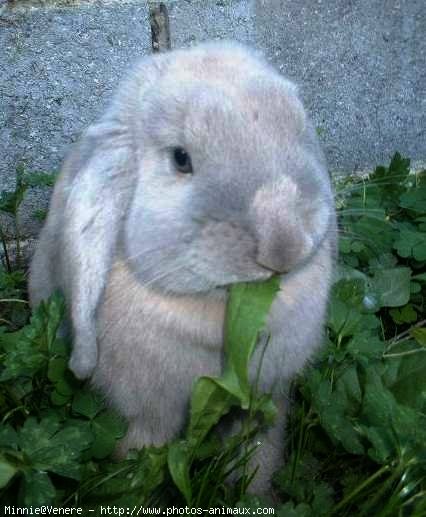 Photo de Lapin