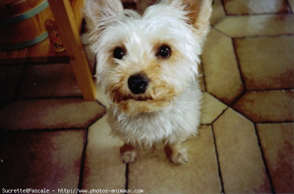 Photo de Yorkshire terrier