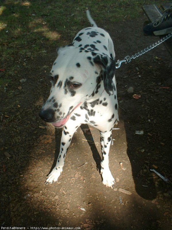 Photo de Dalmatien