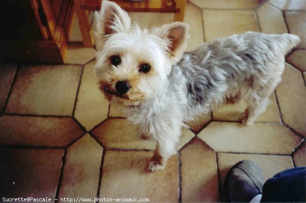 Photo de Yorkshire terrier