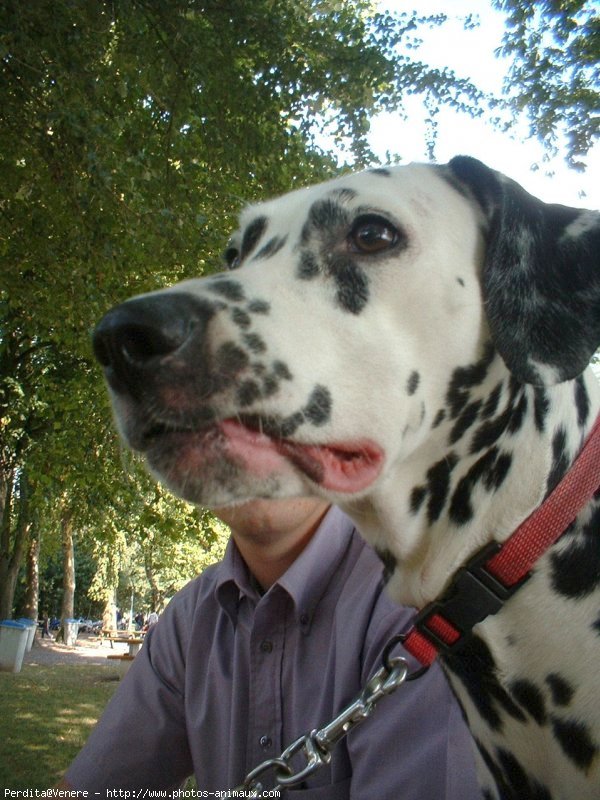 Photo de Dalmatien