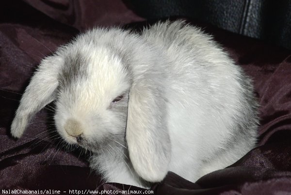 Photo de Lapin