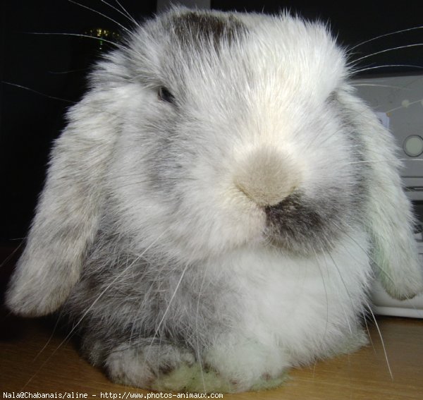 Photo de Lapin