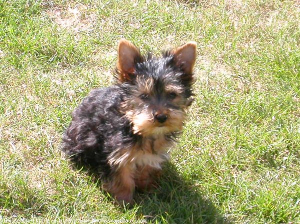 Photo de Yorkshire terrier