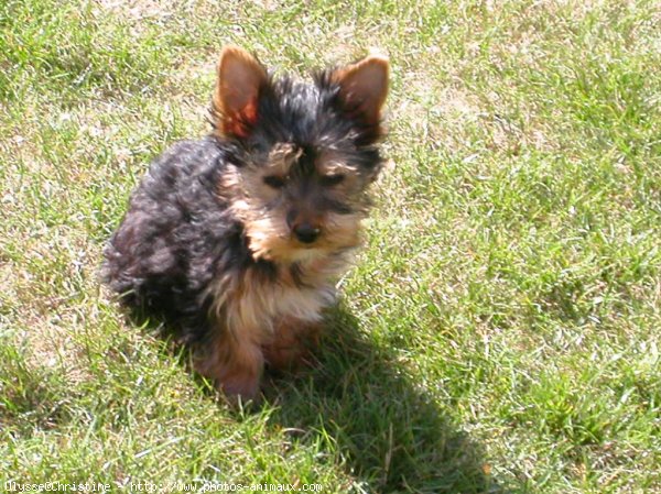 Photo de Yorkshire terrier