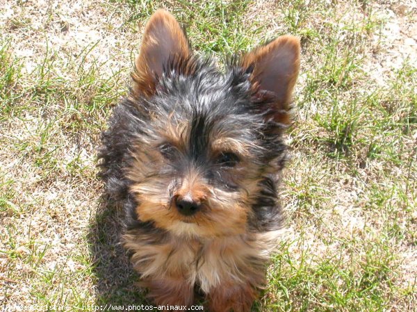 Photo de Yorkshire terrier