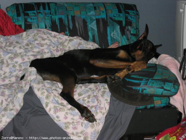 Photo de Dobermann