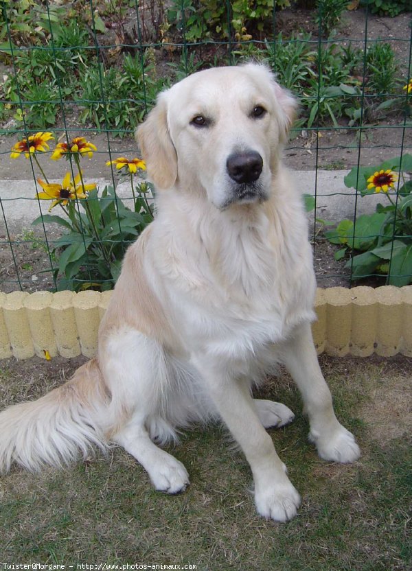 Photo de Golden retriever