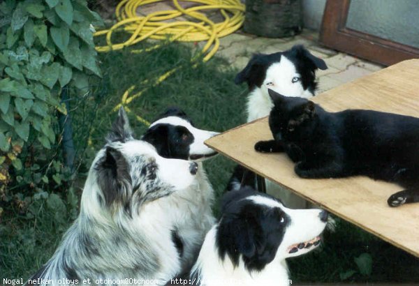 Photo de Border collie