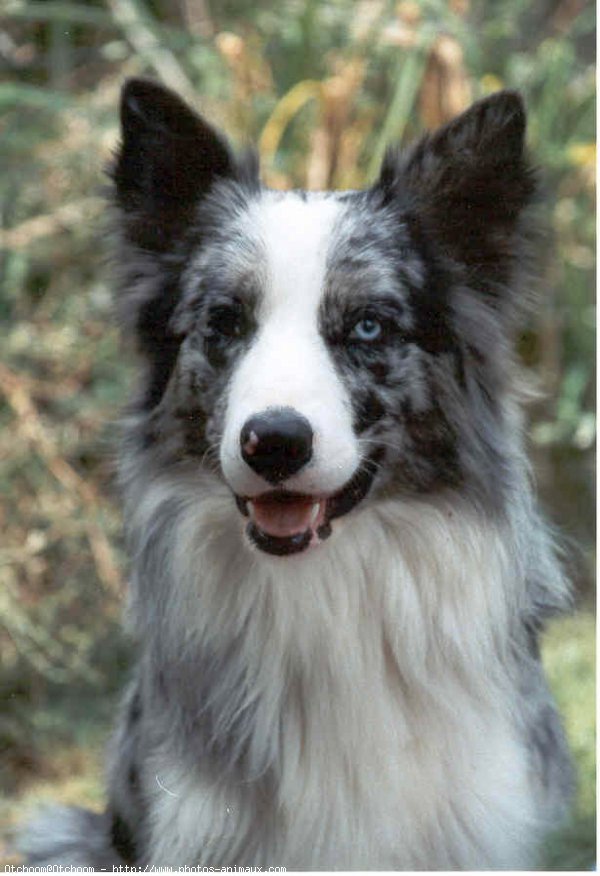 Photo de Border collie