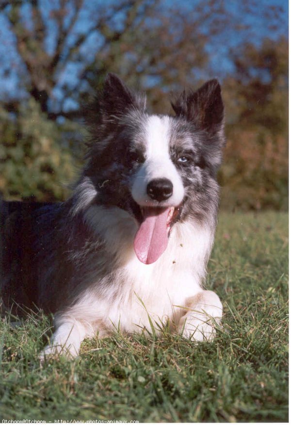 Photo de Border collie