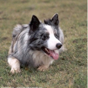 Photo de Border collie