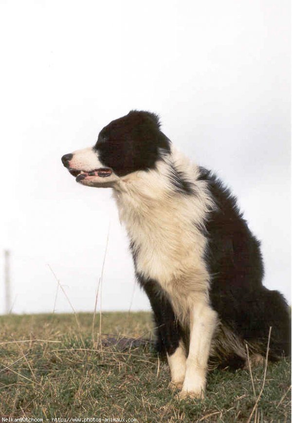 Photo de Border collie