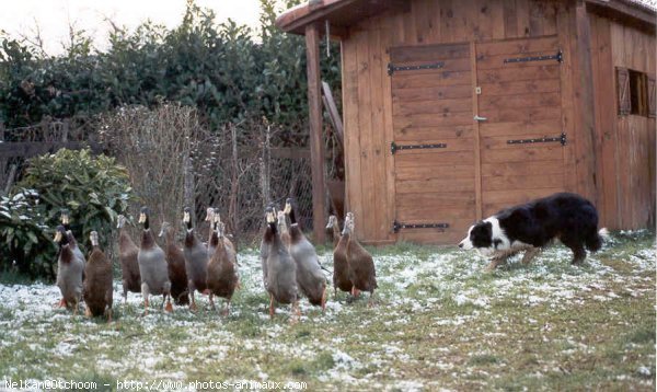 Photo de Border collie