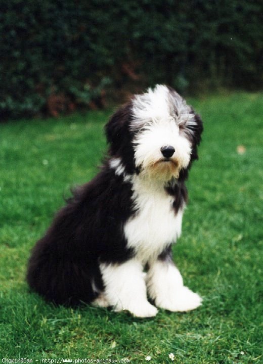 Photo de Bearded collie