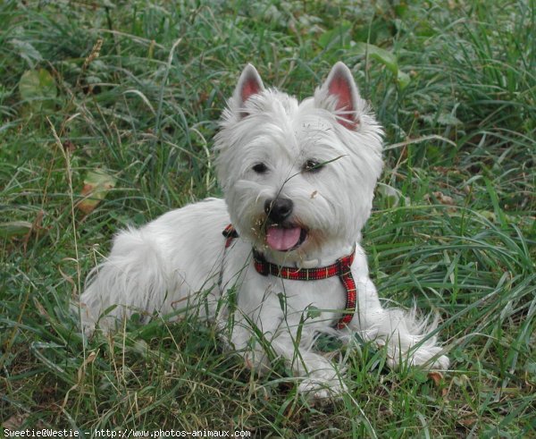 Photo de West highland white terrier