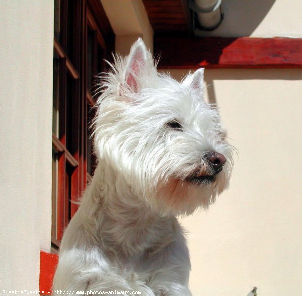 Photo de West highland white terrier