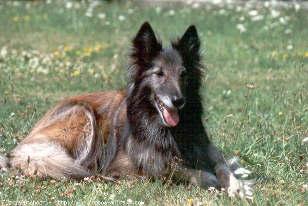 Photo de Berger belge malinois