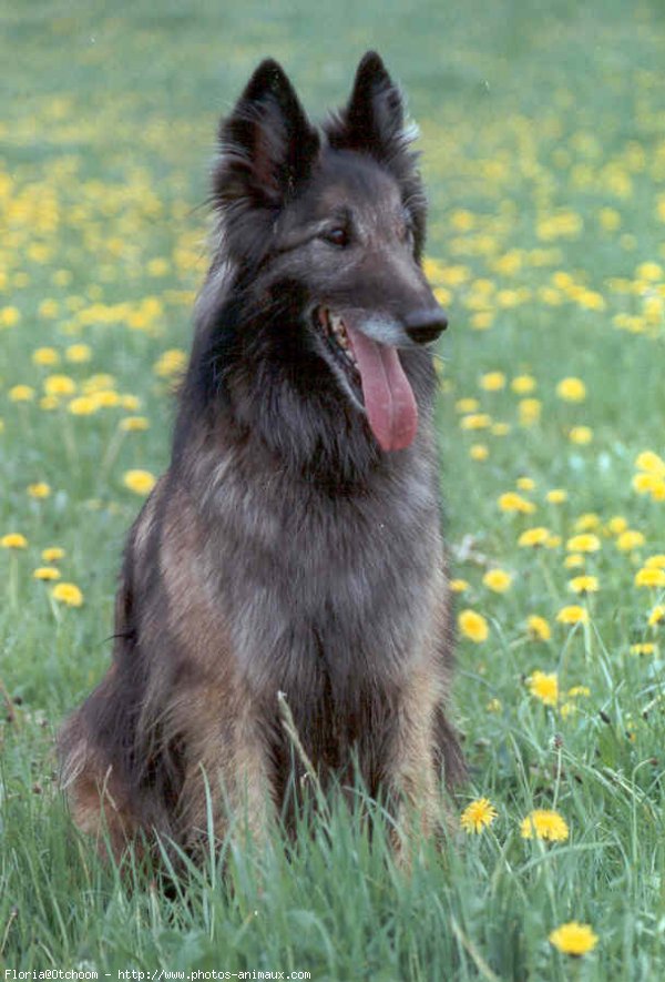 Photo de Berger belge malinois