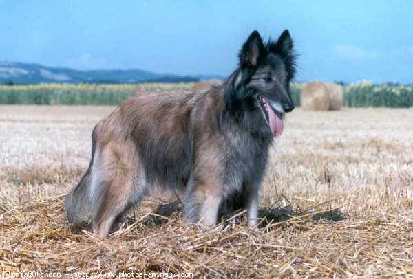 Photo de Berger belge malinois